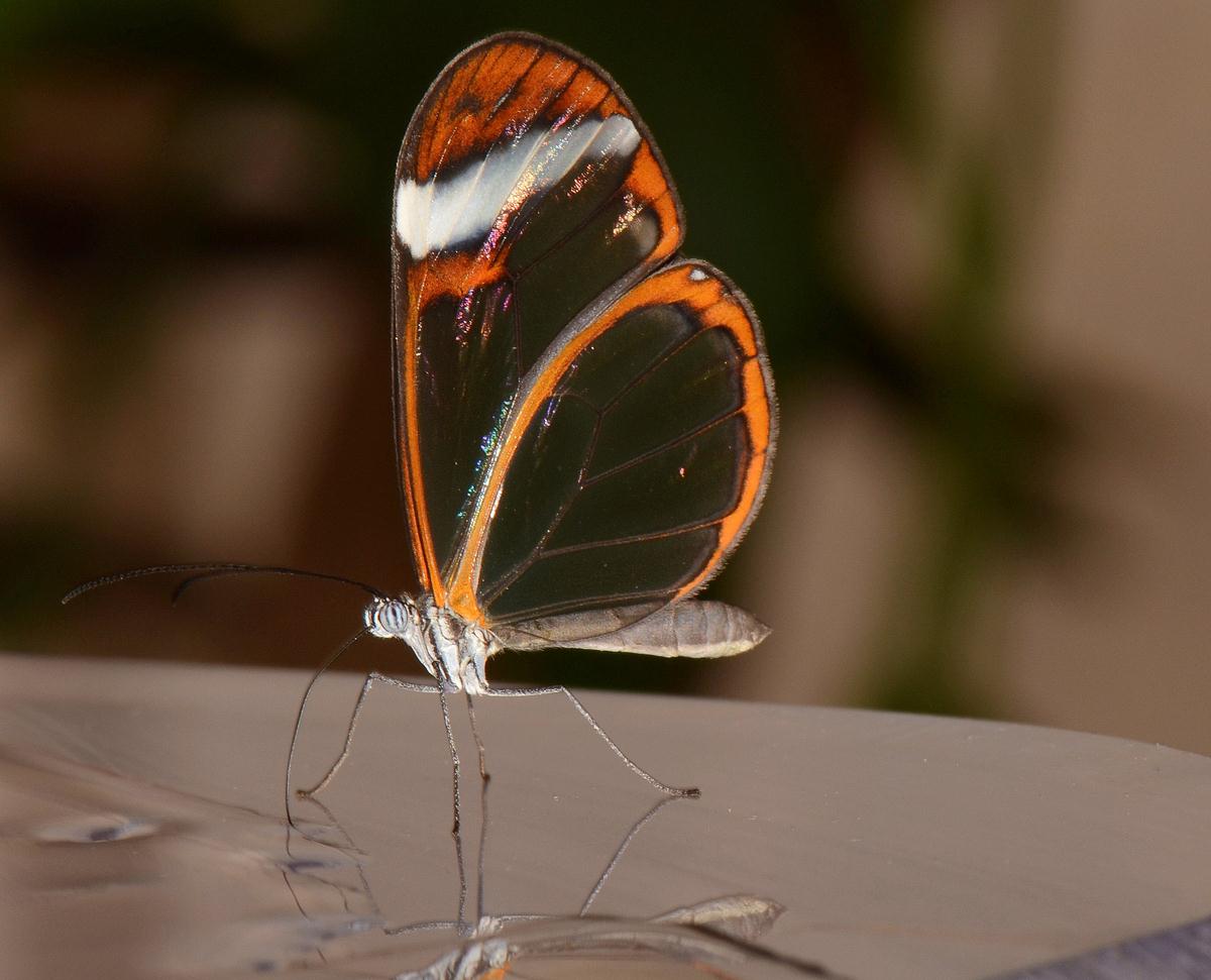 Glass wing Butterfly