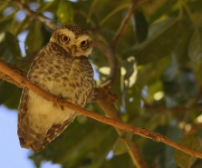 Spotted Owlet