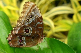 Blue Morpho outside Wing