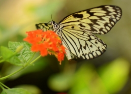 White Tree Nymph