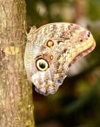 Owl Butterfly