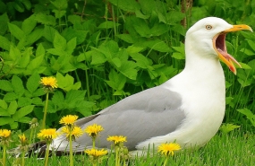 California Gull