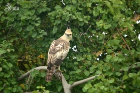 Changeable Hawk Eagle