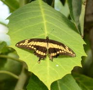 King Swallotail