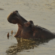 Hippo