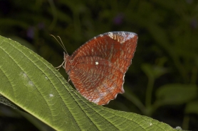 Palmfly