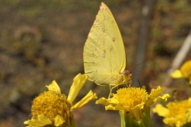 Commone Emigrant