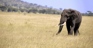 African Elephant