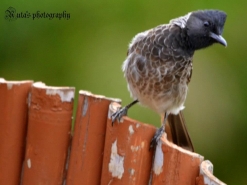 Bulbul