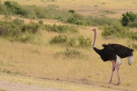 Male ostrich