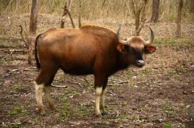 Bison