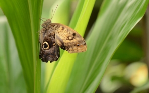 Owl Butterfly