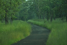 Tadoba