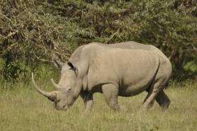 Rhinoceros