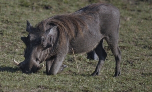 Warthog