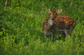 Spotted Deer