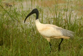 Ibis