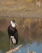 Wooly neck stork