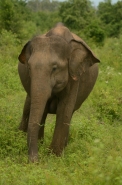 Srilankan Elephant