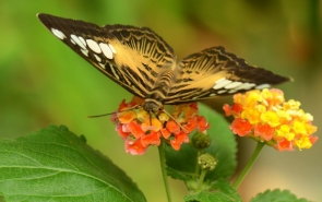 Brown Clipper