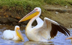 Pelican