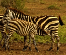 Zebra