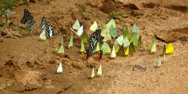 Mudpuddling