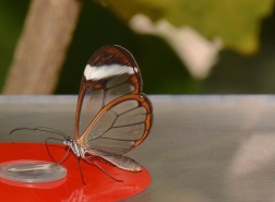 Glass Winged Butterfly