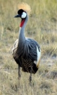 Crown crane