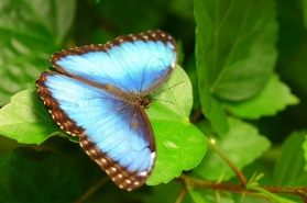 Blue Morpho Inside Wing