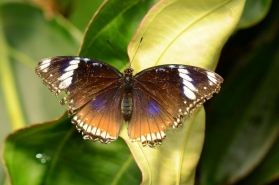 Great Eggfly