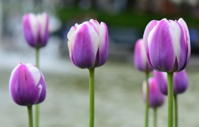 Tulips in Bergan Norway