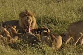 African Lion Family