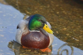 Duck