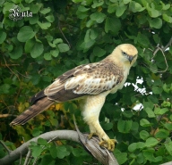 Changeable Hawk Eagle