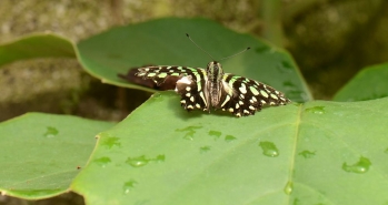 Tailed Jay