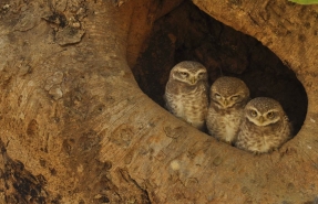 Spotted Owlet