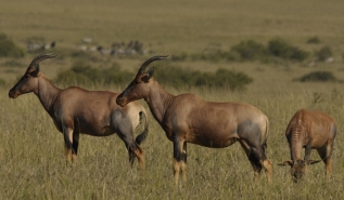 Topi . Masai mara