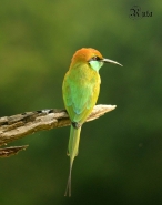 Green Bee Eater